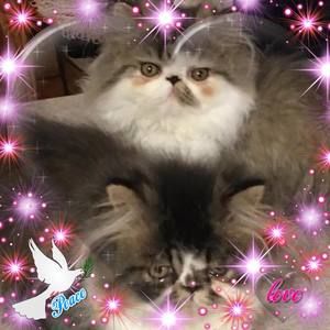 Meet your Posher, Joni-jay